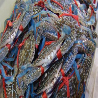 石家庄海鲜活体空运